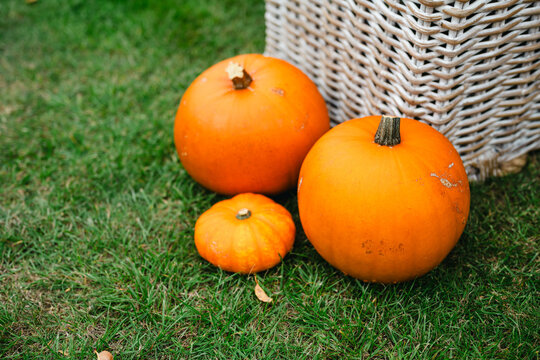 Autumn pumpkins, natural outdoor fall scene for Halloween, Thanksgiving, seasonal food, garden, countryside and lifestyle concepts