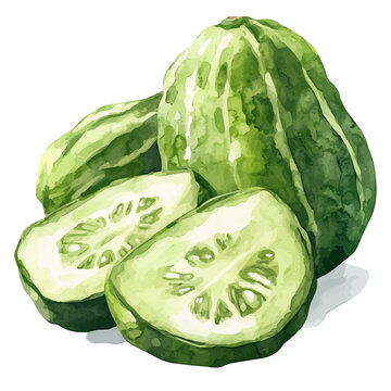 Chayote Sliced, realistic watercolor illustration vector, isolated on a white background.