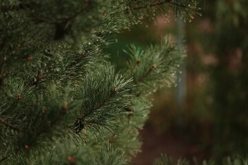 Mokra gałąź sosny pokryta drobnymi kropelkami deszczu na pierwszym planie. Zielone, gęste igliwie wyróżnia się na tle naturalnego, mocno rozmytego i ciemniejszego otoczenia lasu. © tomo81