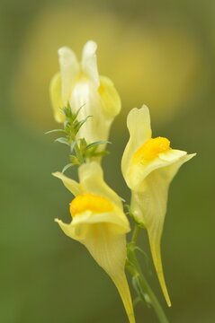 Common Toadflax with Yellow Flowers in Natural Setting