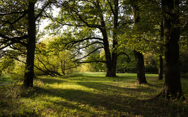 Park pełen starych dębów w świetle zachodzącego słońca © kubikactive