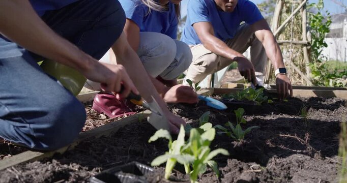 Diverse gardeners seeing seed tray, digging, transplanting seedlings in raised bed with trowels