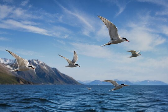 Flock of arctic terns flying over the ocean during migration. Seabirds in flight along coastal mountain landscape