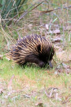 Close-up of wild Eastern Short-beaked Echidna (Tachyglossus aculeatus aculeatus ) searching for ants, South Australia