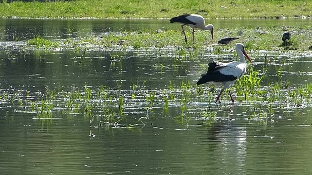 Tracking shot of a white stork walking in shallow lake water with another stork and jackdaw birds blurred in the background on a sunny day wild avian habitat and behavior in countryside pond
