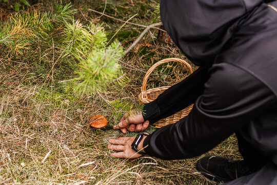 Person in dark clothing harvesting orange capped wild Suillus luteus mushroom beside wicker basket among young pine trees and dry forest grass, outdoor foraging scene viewed from above