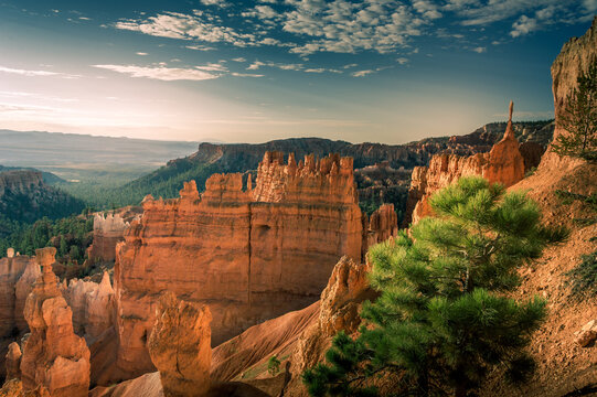 View of Bryce Canyon National Park with iconic orange hoodoos, dramatic rock formations, and a pine tree in the foreground under a golden hour sky in Utah, United States.