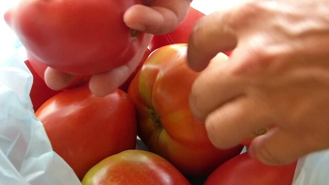 Close up shot of human hands taking fresh red tomatoes out of a clear plastic nylon bag grocery shopping harvest consumption and healthy food preparation concept cooking ingredients
