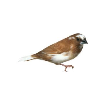 Society finch small brown and white bird cutout isolated on transparent background