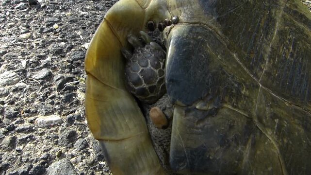 Close up of a land tortoise flipped upside down on its back shell with several small and large ticks attached to its leg skin wildlife parasites and veterinary medicine science concept
