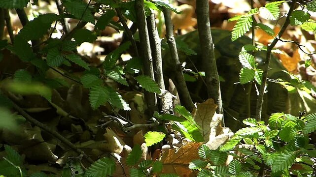 Close up tracking shot of a land tortoise crawling and hiding in autumn bushes and dry leaves searching for a hibernation spot on a sunny fall day in the forest wild reptile behavior scene
