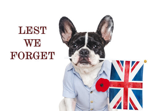 Cute dog with a red poppy pin holds a UK flag. Remembrance Day tribute to fallen soldiers. Symbolizes national pride. Ideal for UK memorial content