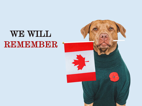 Cute dog with a red poppy pin holds a Canadian flag. Remembrance Day tribute to Canadian fallen soldiers. Symbolizes national pride. Ideal for Canadian memorial content