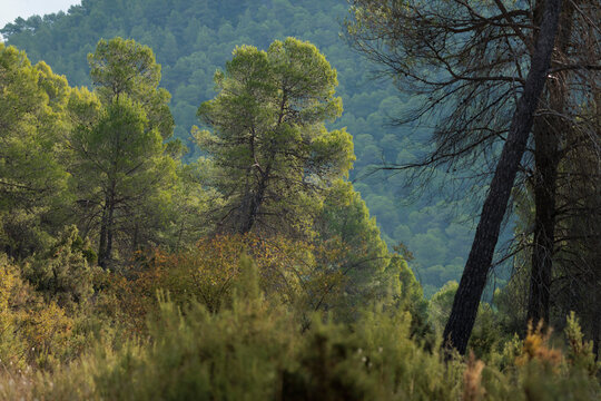 Bosque de pino carrasco Pinus halepensis en el parque natural de la sierra de Mariola, Bocairent, Espa&ntilde;a