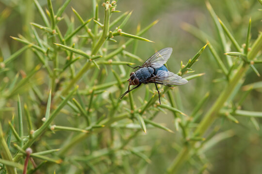 Mosca azul Calliphora posada sobre una aliaga espinosa, Sierra de Mariola, Espa&ntilde;a
