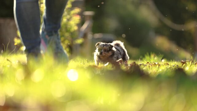 Small fluffy Chihuahua puppies playing together outdoors on grass and fallen leaves in a sunny autumn garden.
