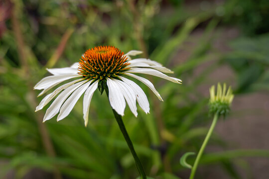 Jeż&oacute;wka biała (Echinacea)