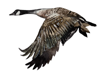Hand-painted watercolor illustration of a Canada goose in flight with extended wings and detailed feathers, isolated on transparent background © Volodymyr