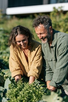 Mature couple harvesting leafy greens together in a backyard garden for organic farming banner and lifestyle background