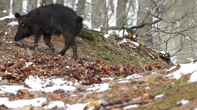 Miniature tilt shift effect of a herd of wild boars foraging in a snowy winter forest
