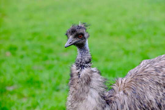 Close up portrait of emu bird with vibrant green background