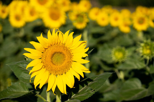 Beautiful yellow color sunflower in the agriculture farm background