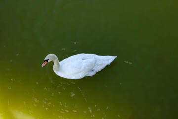 A white swan swimming across a green pond with a reflection trail. Waterfowl habitat and peaceful nature concept. Top view. © Ekaterina Uteva