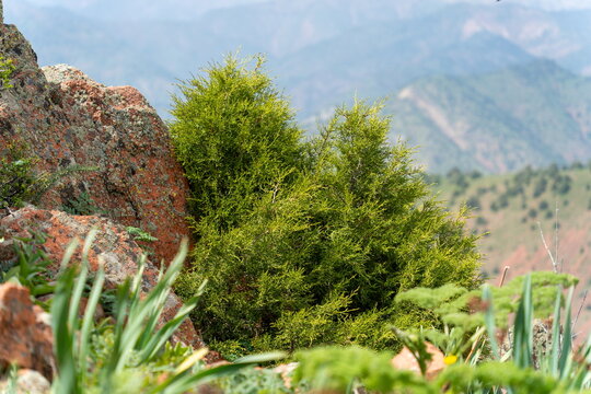 Juniper shrub near red stone, Western Tian Shan mountains on a sunny day