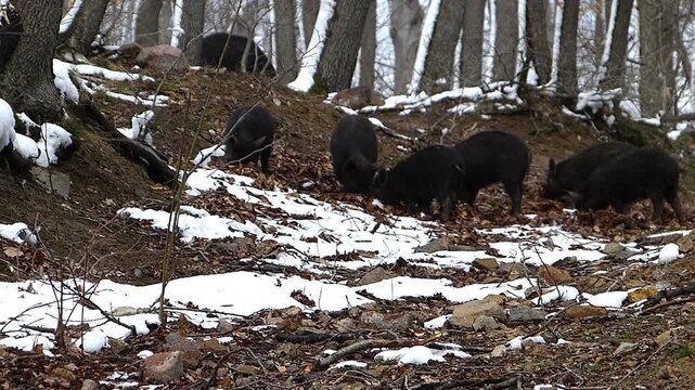 Herd of wild boars foraging for food in an oak forest with snow patches during winter

