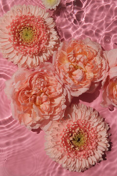 Rose and gerbera flowers swim in water texture on pink background