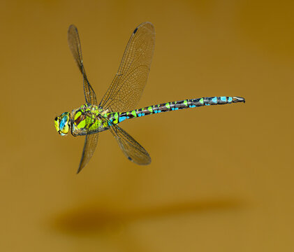 southern or blue hawker dragonfly (Aeshna cyanea) in flight