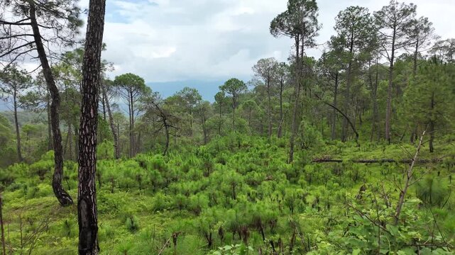 Young Pine Trees Growing on Green Hillside Near Dwarahat, Uttarakhand, India.