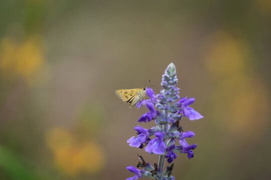 Whirlabout skipper on mealy cup sage