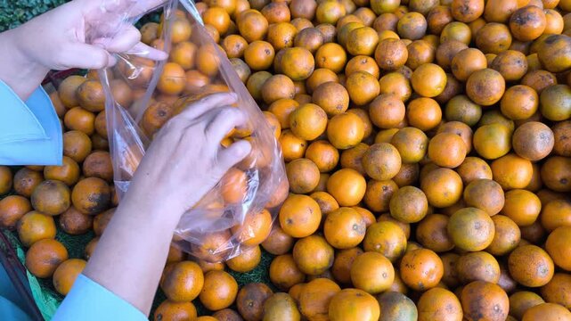 southeast asian woman in her 50s buying fresh tangerines from a street vendor, picking and filling fruit into a clear plastic bag until full, high angle view from side view of both hands movement