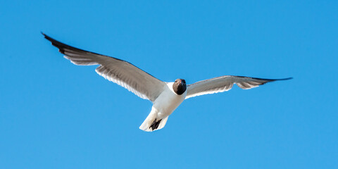 Obraz premium Laughing Gull in flight over South Padre Island in Texas