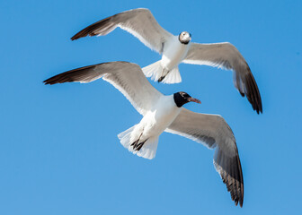 Obraz premium Laughing Gull in flight over South Padre Island in Texas