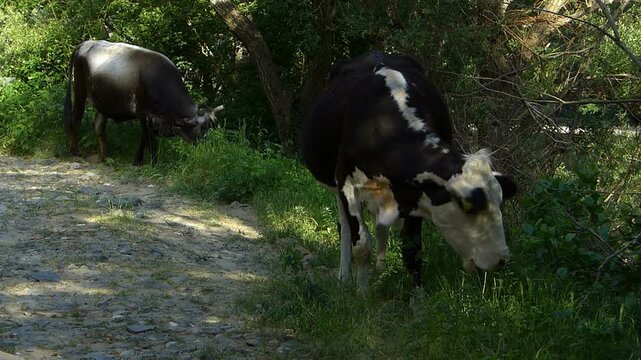 Two cows grazing green grass in shade next to an old macadam road with audio featuring natural bells chiming and forest birds singing sound background daytime countryside scene
