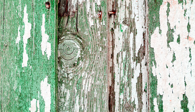 Texture background. Peeling green and white paint on weathered wooden boards. Cracked flakes, exposed grain and dark nails in the aged timber surface
