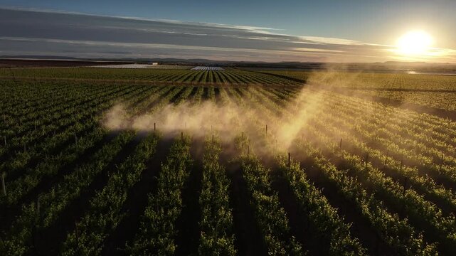 Tractors spraying table grape vines in the Northern Cape, South Africa, in anticipation of rain and fungal growth due to wet conditions. Moody late afternoon light backlighting the spray pattern.