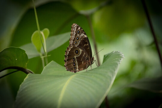 View of an owl butterfly with distinctive eyespots resting on a large green leaf in the lush rainforest of Costa Rica.