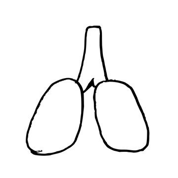 Hand-drawn human lungs. Black doodle style hand drawn object. Simple isolated human organ outline.