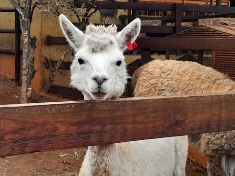 View of a white alpaca standing calmly behind a wooden fence at a petting zoo in Magaliesburg, Gauteng, South Africa.