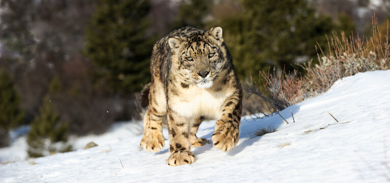 View of a captive snow leopard walking across a snow-covered slope with evergreen trees in the background in USA.