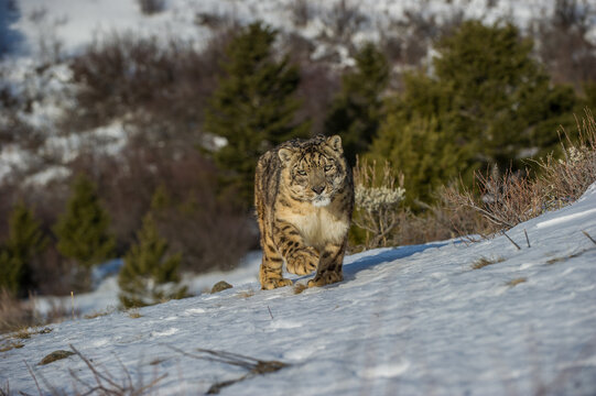 View of a captive snow leopard walking across a snowy hillside with pine trees in the background in the USA.