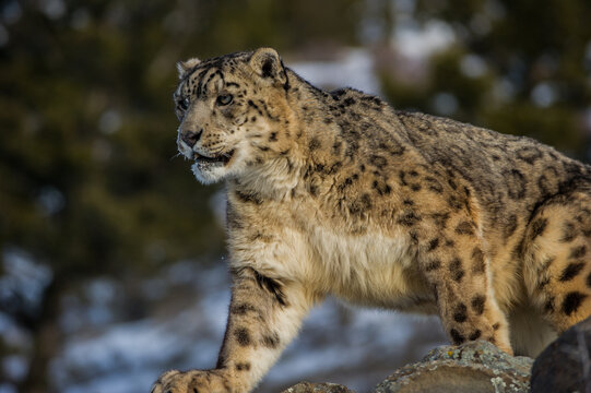 View of a captive snow leopard with thick spotted fur standing on rocky terrain in the USA.