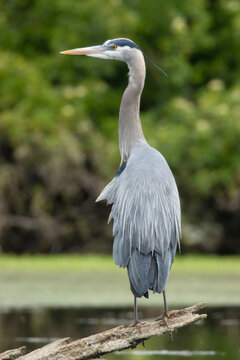 Great blue heron (Ardea herodias) at Mission Lake, Willamette Mission State Park, Marion County, Oregon