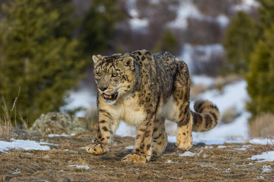 View of a snow leopard walking across rocky, snow-dusted terrain with pine trees in the background in the USA.
