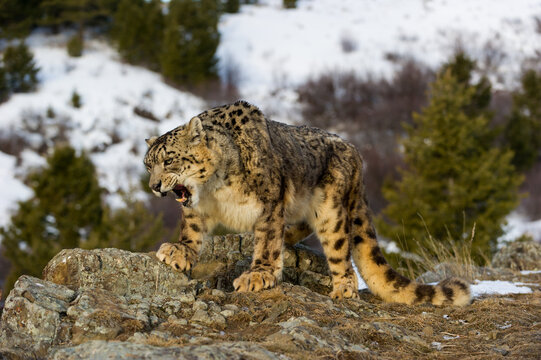 View of a snow leopard snarling on rocky terrain with a snowy mountain background and pine trees in the USA.