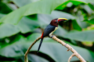 Fototapeta premium Chestnut-eared aracari toucan perched on branch in tropical rainforest