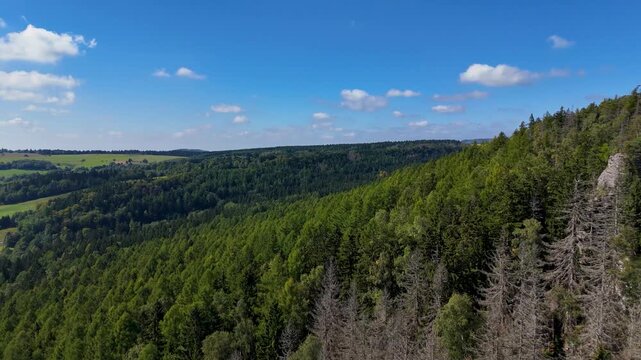 Aerial Drone Flyover of Dead Ponderosa Pine Forest in Black Hills SD